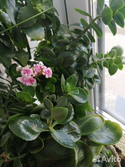 Коланхоэ розовое