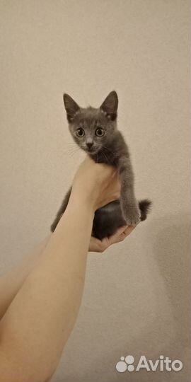 Котенок ищет дом