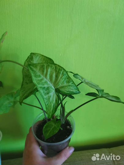 Сингониум, Диффенбахия