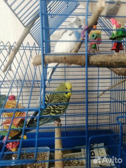Волнистые попугаи с клеткой и кормом