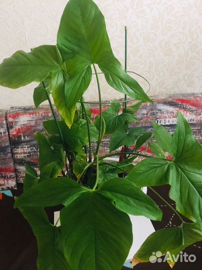 Сингониум комнатное растение