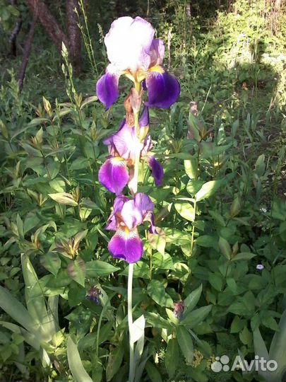 Ирисы бородатые Вабаш 10шт, пионы розовые