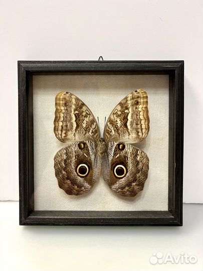 Бабочка Сова Caligo atreus в багетной рамке