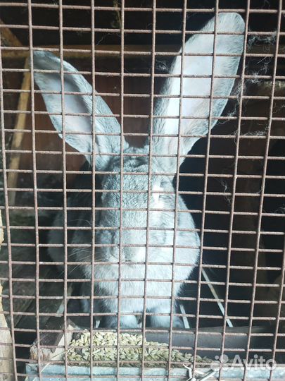 Кролики фландр