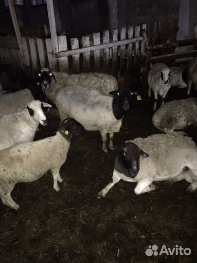 Бараны дорпер