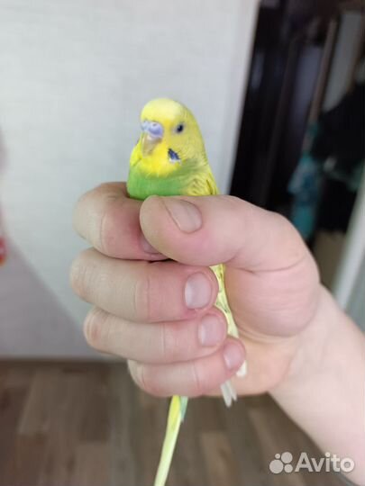 Волнистый попугай