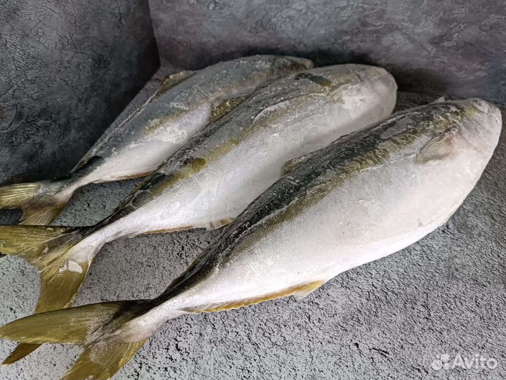 Лакедра желотохвостая неразд