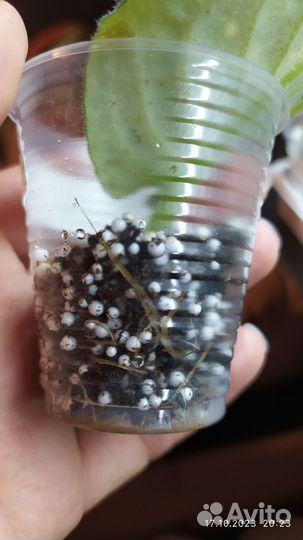 Фиалка шн-Космическая фея-ук. листы