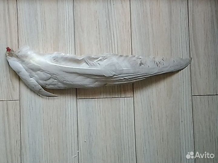 Гусиный жир