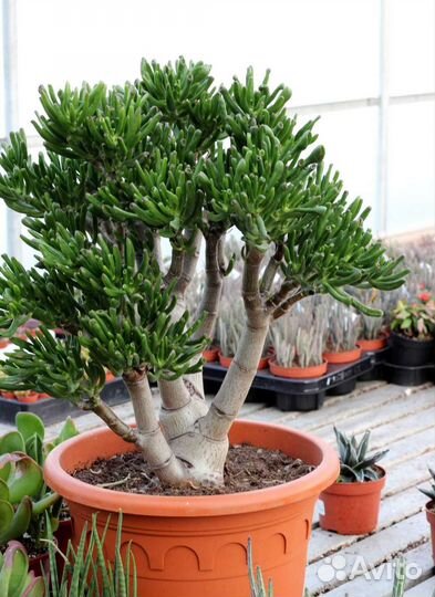 Крассула хоббит