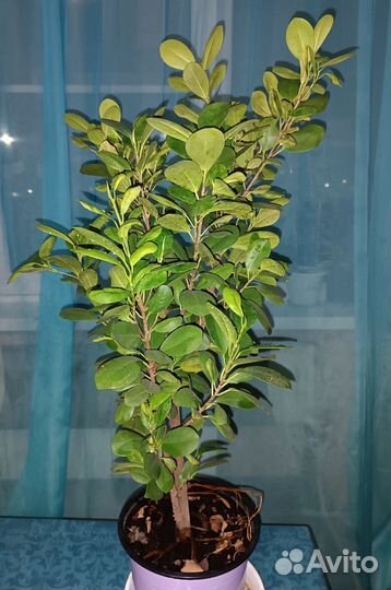 Фикус мокламе