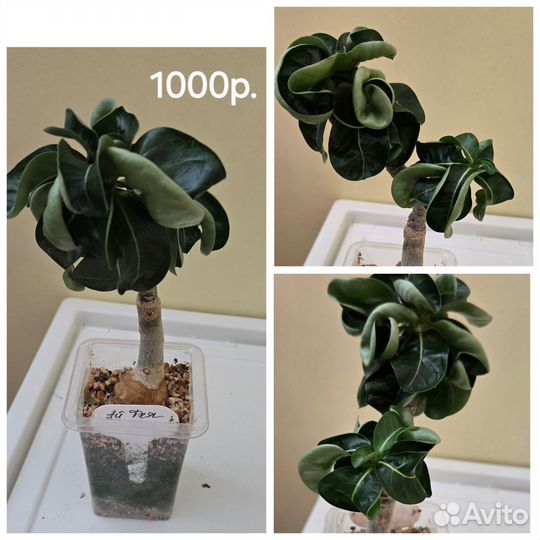 Адениум прививки