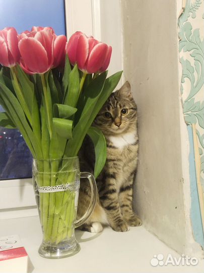 Отдам кошку
