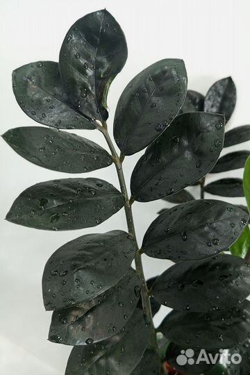 Замиокулькас черный Равен