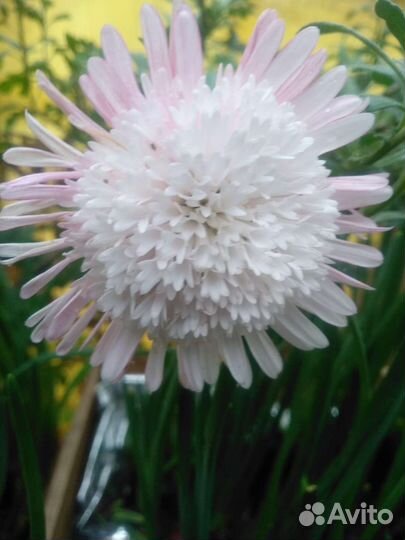 Хризантемы