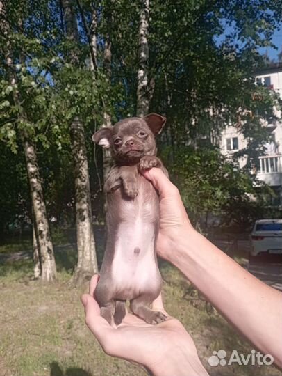 Чихуахуа лиловый мальчик