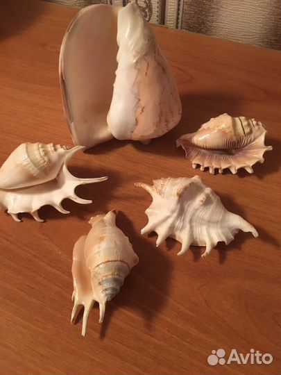 Морские ракушки раковины