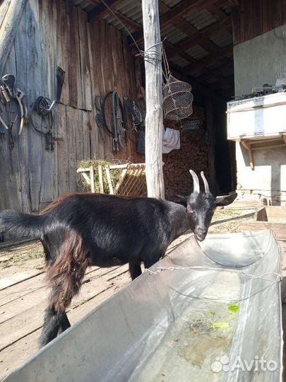 Дойные козы с козлятами