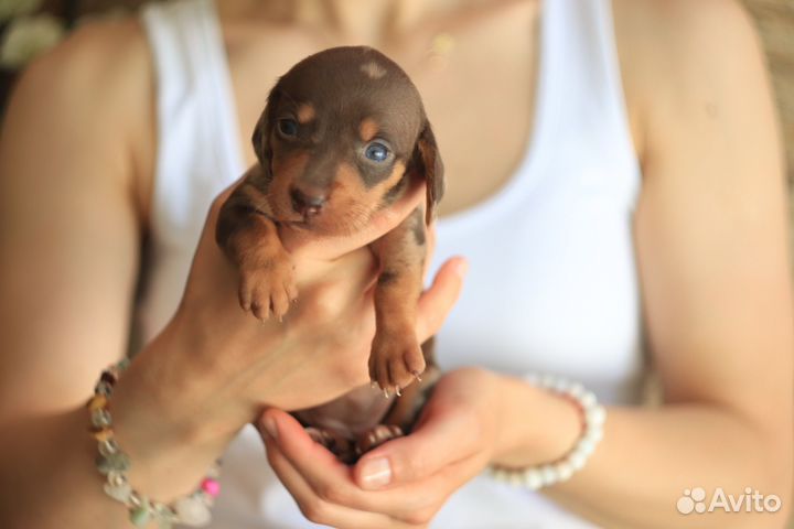 Щенки мраморной гладкошерстной таксы Мили