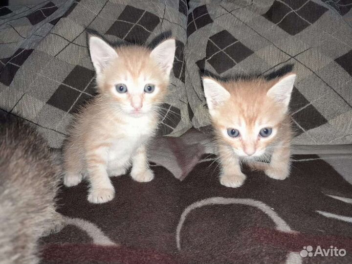 Отдам в добрые руки приученных к лотку котят