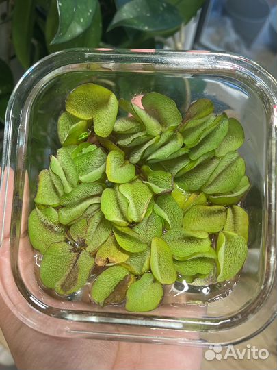 Сальвиния (аквариумное растение)