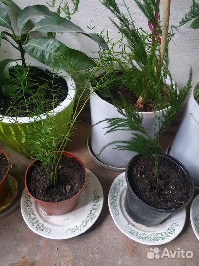 Цветы коматные