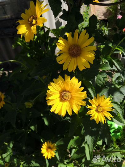 Гелиопсис жёлтый