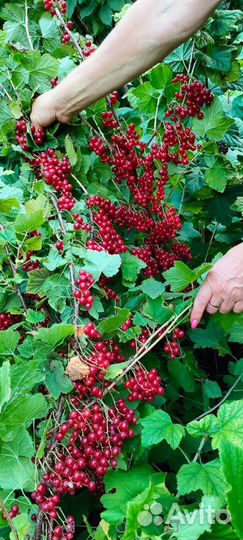 Ягодные кустарники