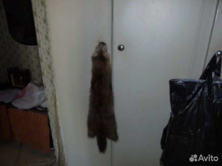 Шкурка сибирского соболя выделанная