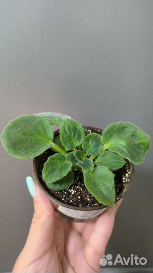 Фиалка в горшках