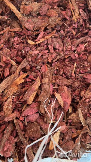 Хоста, многолетник не прихотливый