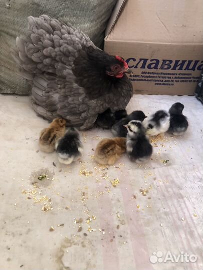 Куры карликовый кохинхин
