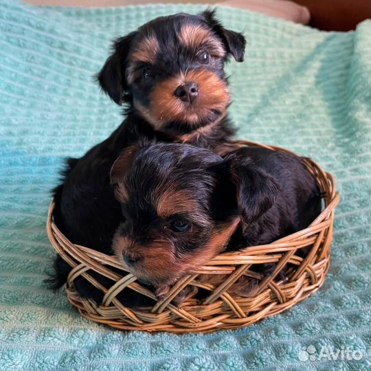 Йоркширский терьер