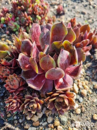 Молодило для альпийской горки