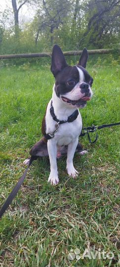Бостон терьер