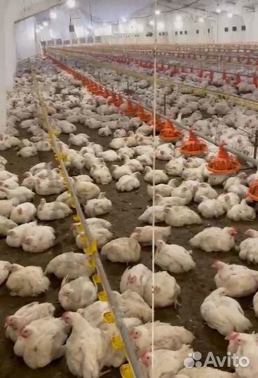 Тушка бройлера