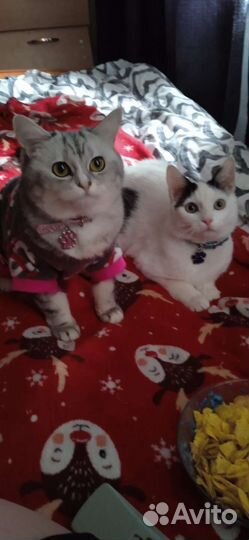 Котик Марсик