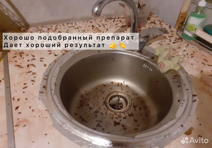 Уничтожение тараканов клопов Дезинсекция