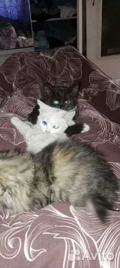 Кошечка, Бэлла