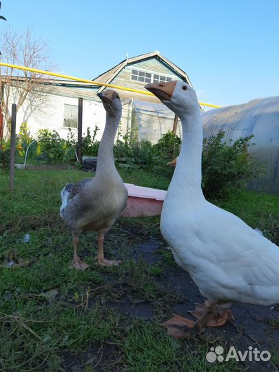 Гуси Линда и Холмогор