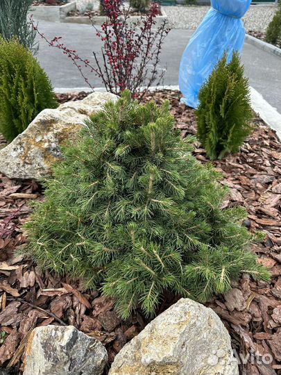 Туя смарагд