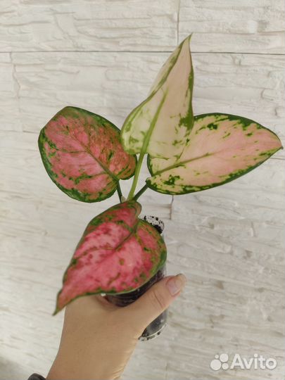 Аглаонемы, диффенбахия