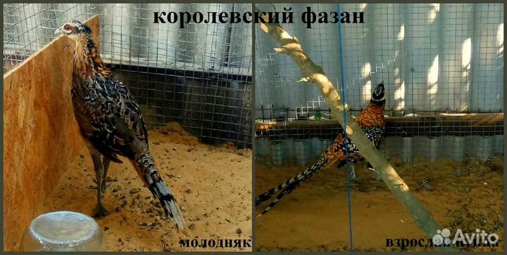 Декоративная птица