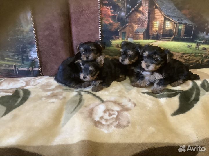 Йорики, милашки