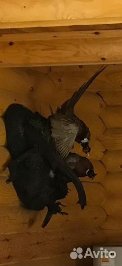 Чучела животных имитация