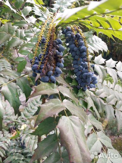 Семена Магонии Падуболистой