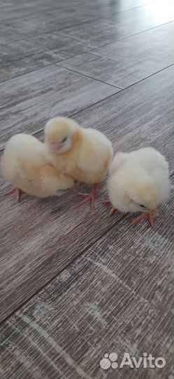 Цыплята бройлера