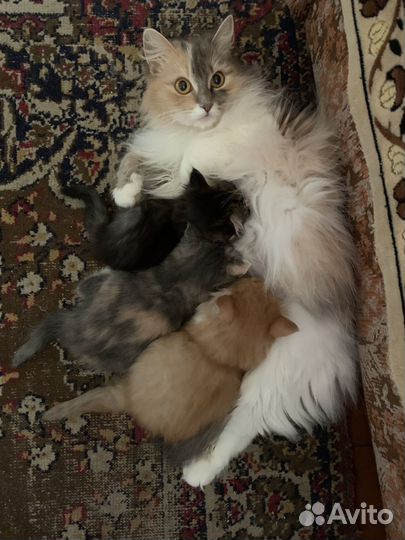 Отдам котят в добрые руки