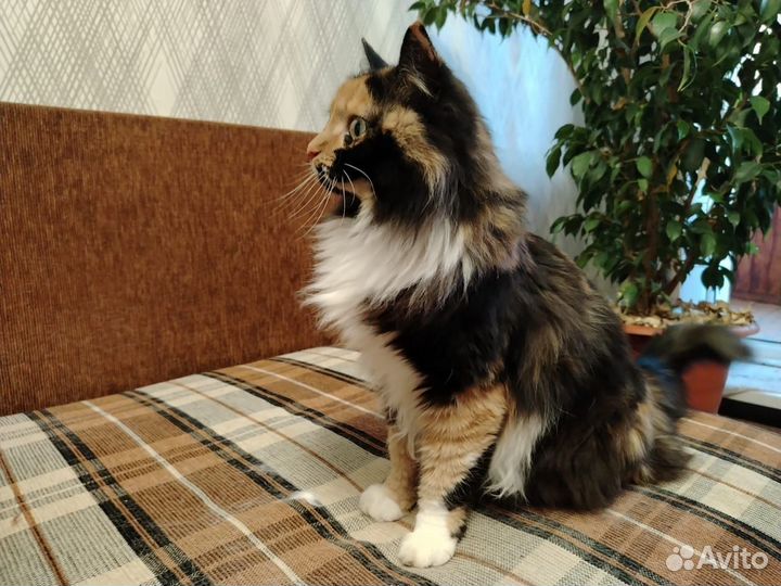 Кот и кошка в добрые руки