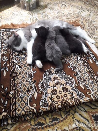 Котята в добрые руки